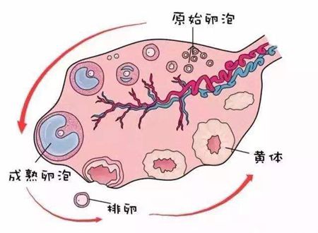 卵泡发育过程