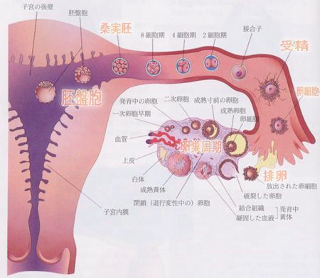 剖析卵子提取技术