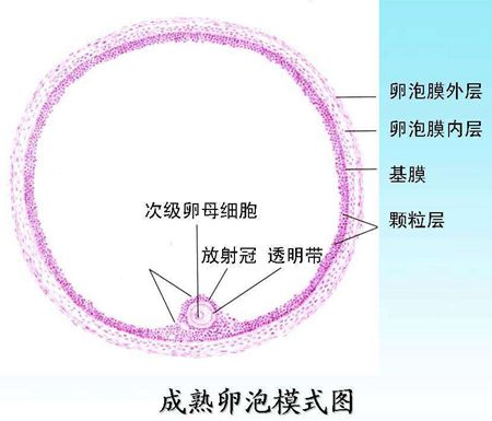 卵泡长不大怎么调理