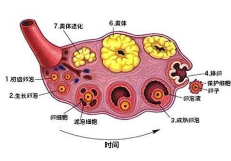 卵泡正常数量