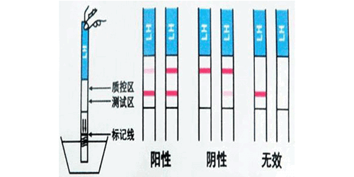 排卵试纸