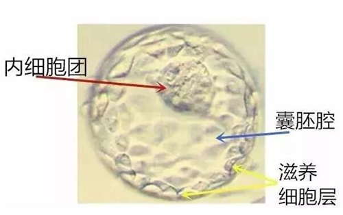 试管囊胚等级