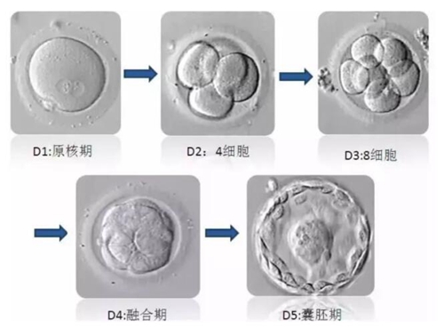 试管胚胎培育过程