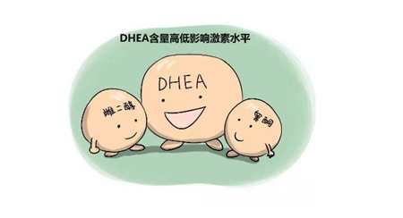 dhea对女人的好处