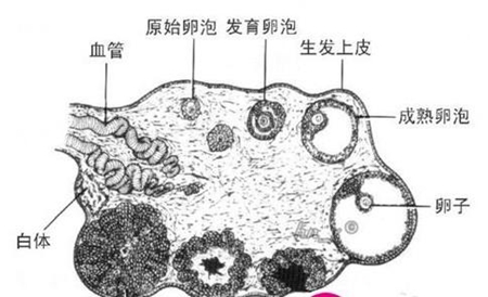 卵泡不破做试管一代会成功吗