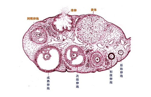 取卵手术只取成熟卵泡吗