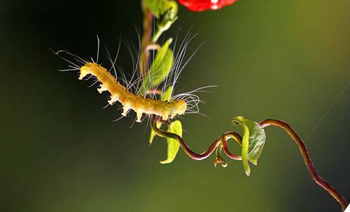 孕妇梦到虫子是胎梦吗