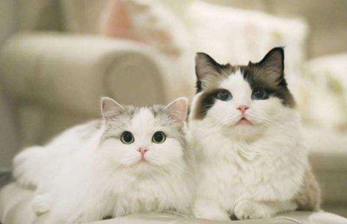 孕妇梦见猫