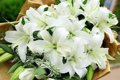 孕妇梦见百合花