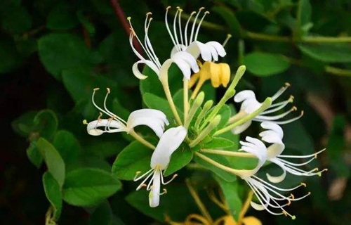 孕妇梦见金银花