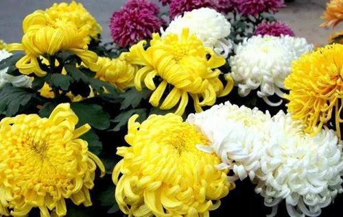 孕妇梦见菊花