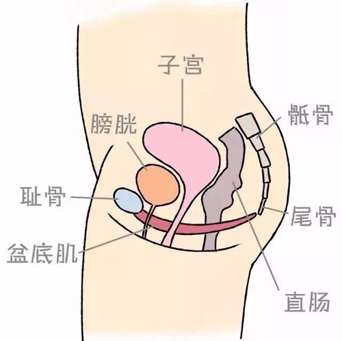 女性盆底肌